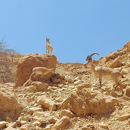 Unique&Warmy Place In The Dead Sea Avnat 外观 照片