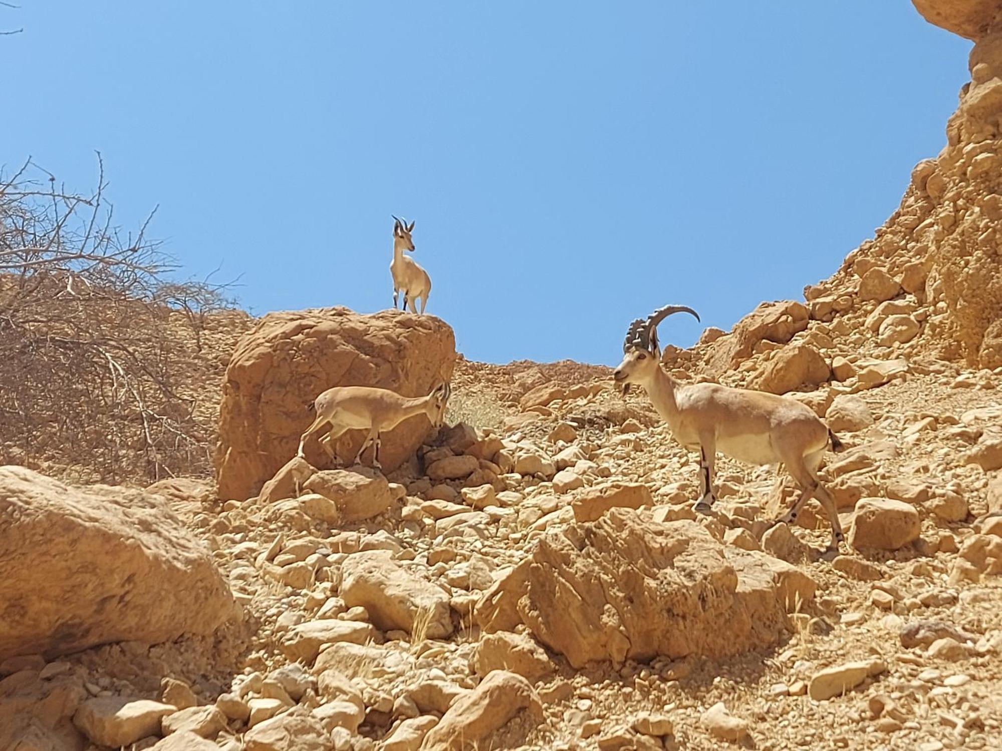 Unique&Warmy Place In The Dead Sea Avnat 外观 照片